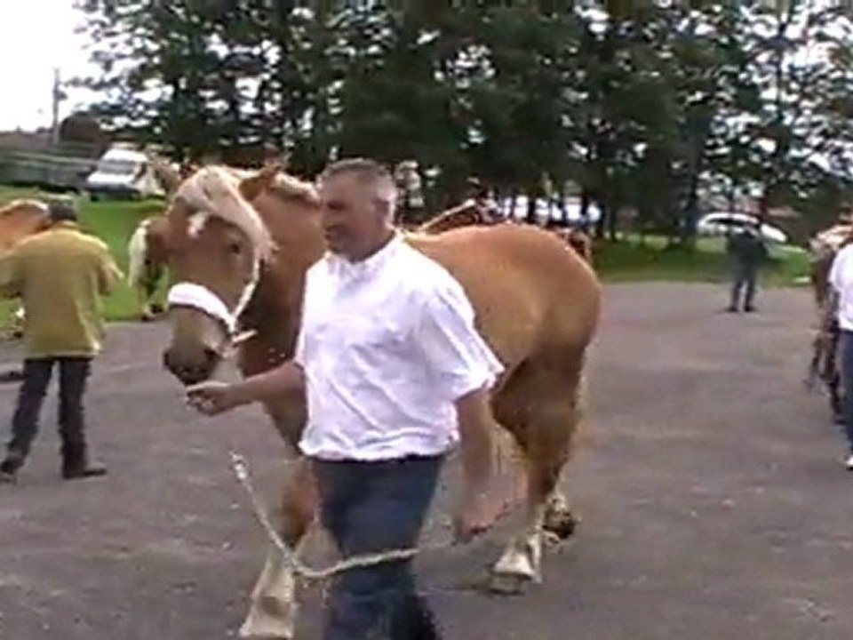 LES CHEVAUX DE TRAIT, COMTOIS ET ARDENNAIS A CEMBOING