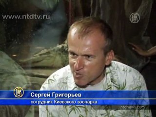 День крокодила провели в Киевском зоопарке