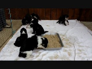 Bb de Danse avec Les Loups du Domaine D'Iasnaïa Poliana 10_07_11