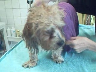 SALON TOILETTAGE REGARD CANIN BOUBA LILY