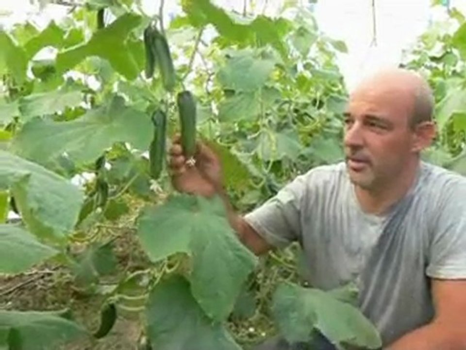 KEŞAN'DA SERADAN 7 KAT FAZLA DOMATES