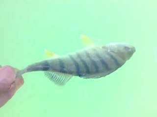 Relâché de perche de 35 cm