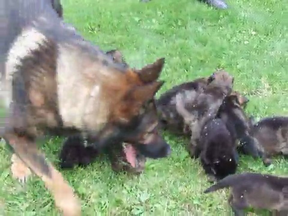 ARONN le 12/07/2011 avec les chiots