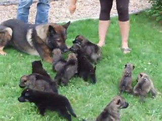 ARONN du Val des Hurles Vent le 12/07/2011 avec les chiots