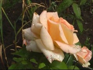 Немного лета