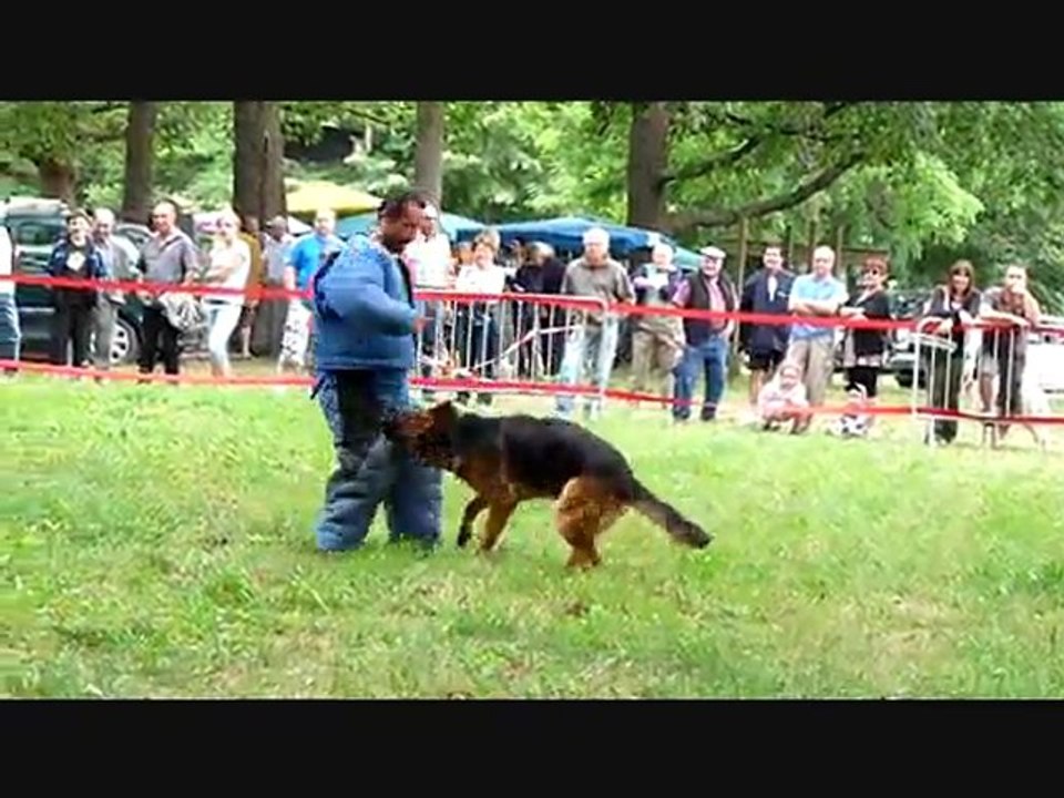 CHIENS DE DEFENSE