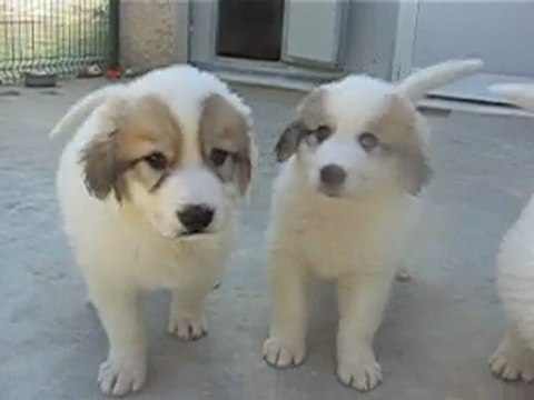 8 CHIOTS MONTAGNE DES PYRENEES A RESERVER DE CH.CS. URA-BELLE x CH. EDWIN