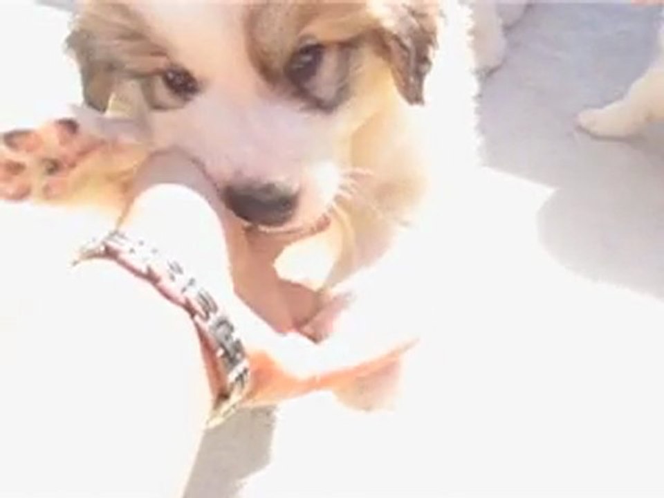 CHIOTS MONTAGNE DES PYRENEES A RESERVER DE CH.CS. URA-BELLE x CH. EDWIN