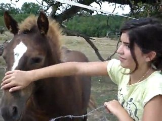 Mon amour de Poulain de trait