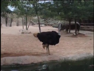 The dry Savannah - Bioparc Valencia