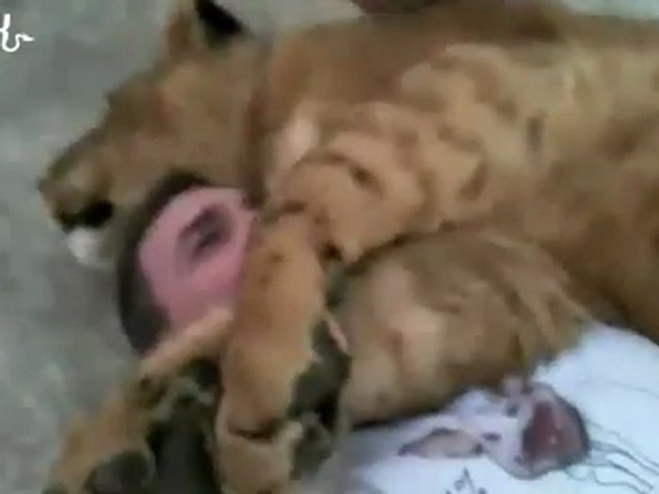 une lionne dort-sur-homme