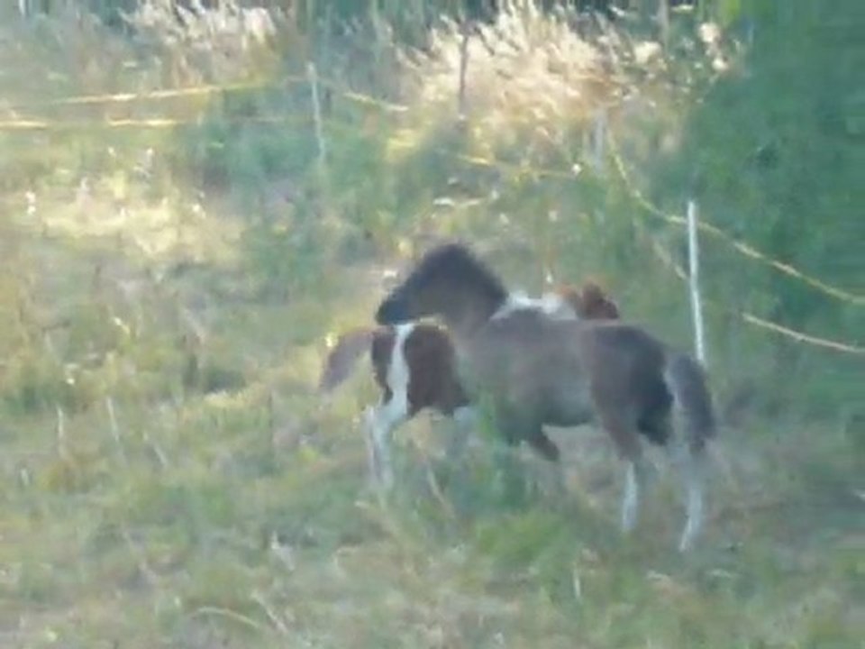Babiole et Boud'chou