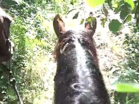 14.07.2011. Balade avec Ténébra montée et Nasdak en longe