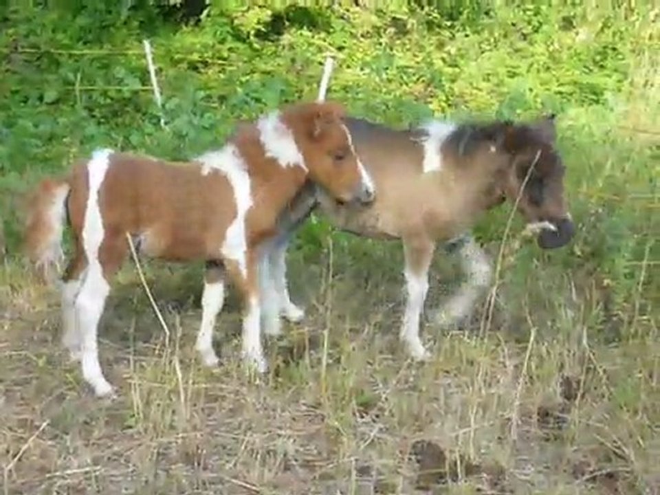 petit foot poneys