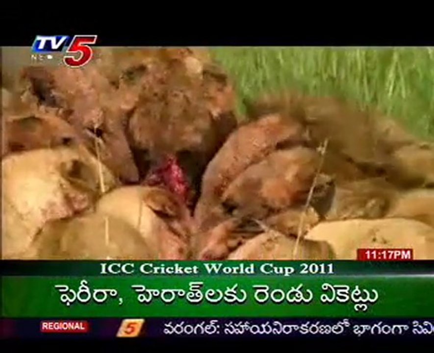 Lions too Fear Of Men-Amazing Scene