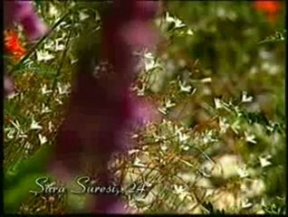 Kuran Meali: Nur Suresi 35-46