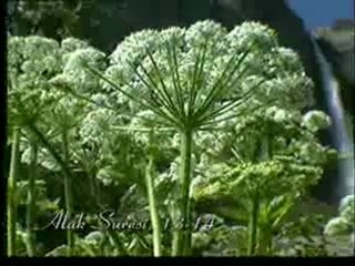 Kuran Meali: Alak Suresi