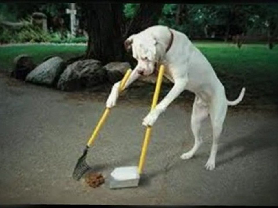 Train Your Dog the Right Way