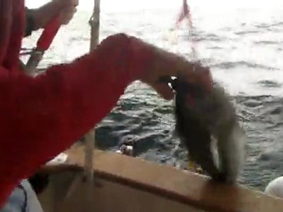 peche thon rouge hendaye