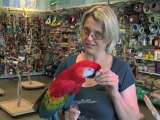 Learn About Scarlet Macaw Parrot