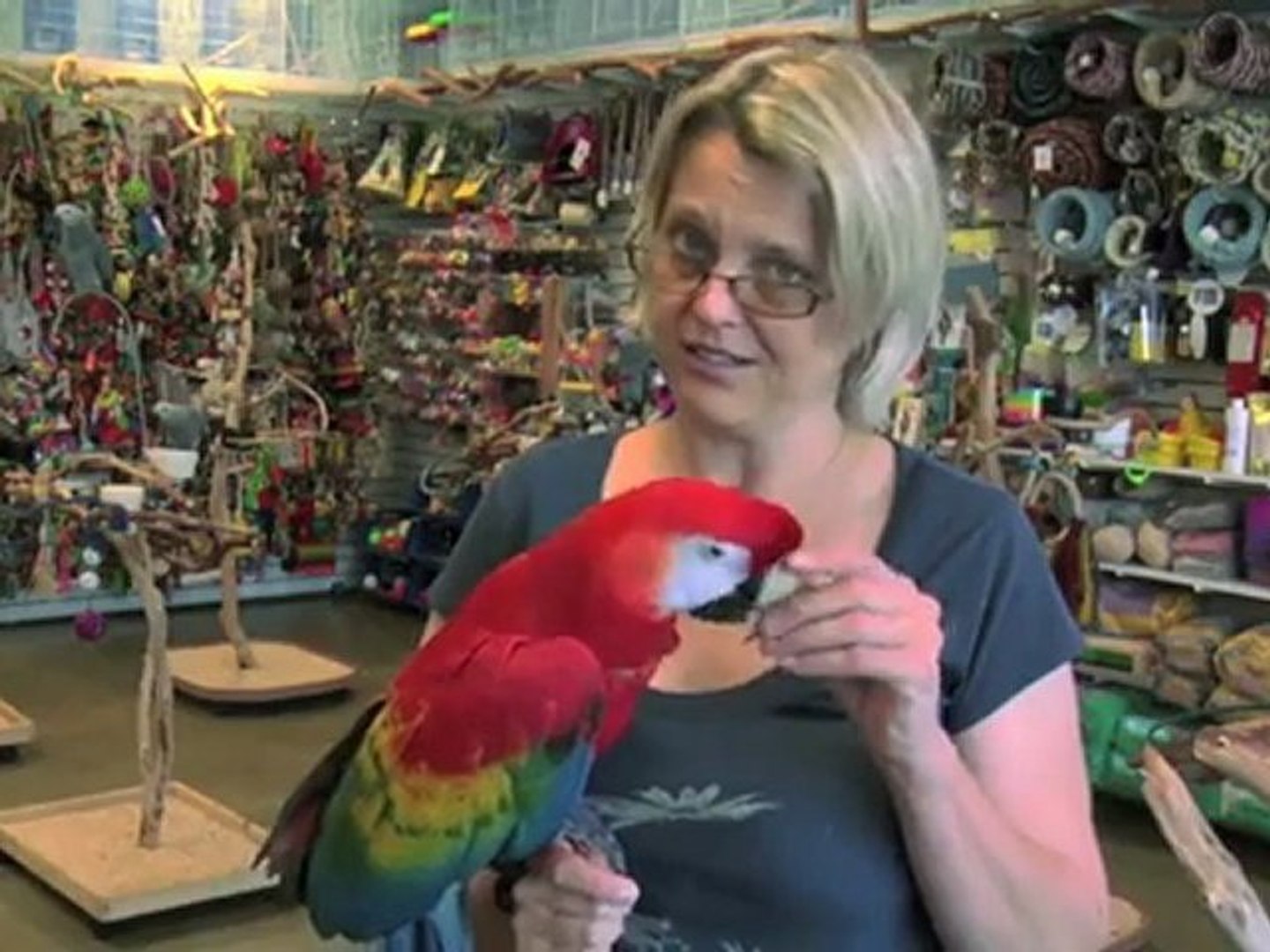 ⁣Learn About Scarlet Macaw Parrot