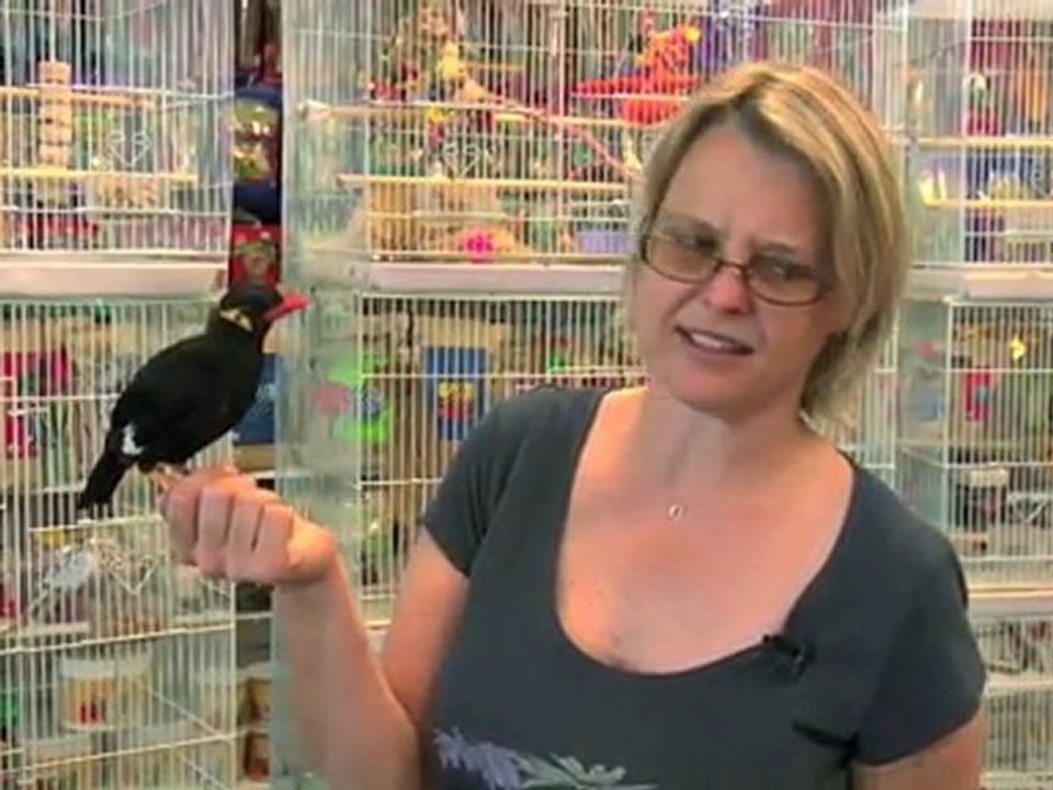 Learn About Hill Mynah Bird