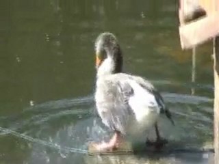 PIQUENIQUE NA MATA DE ARGANIL JULHO 2011