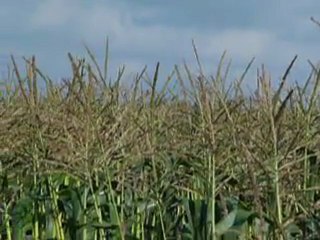 Traitement hélico maïs doux 15072011 003