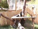 Crías de oso panda tomando el biberon