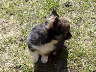 chihuahua à 8 semaines