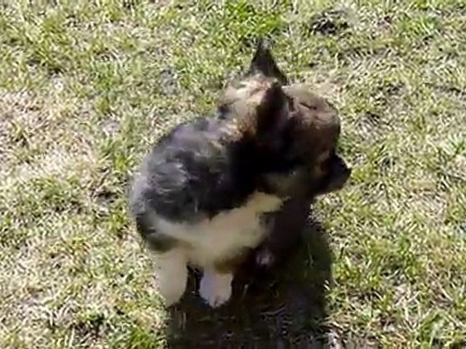 chihuahua à 8 semaines