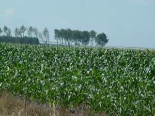 Traitement hélico mâïs doux 15072011 004