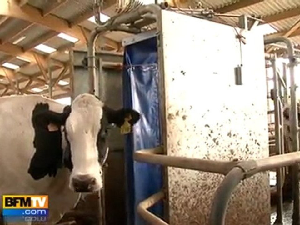 Des robots pour traire les vaches