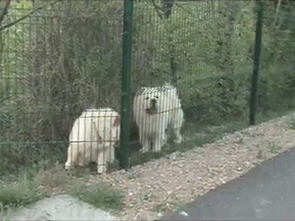 Nos chiens de garde