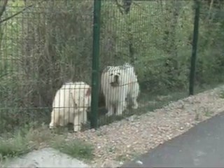Nos chiens de garde