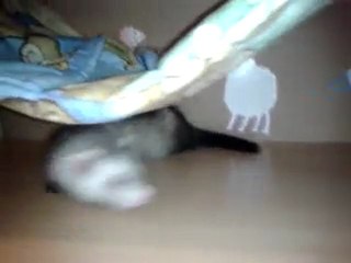 Première visite de Gooffy et de  sa  nouvelle maison