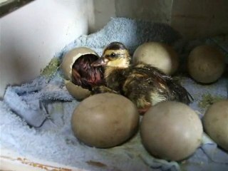Hatching of Wild Ducks in the Incubator