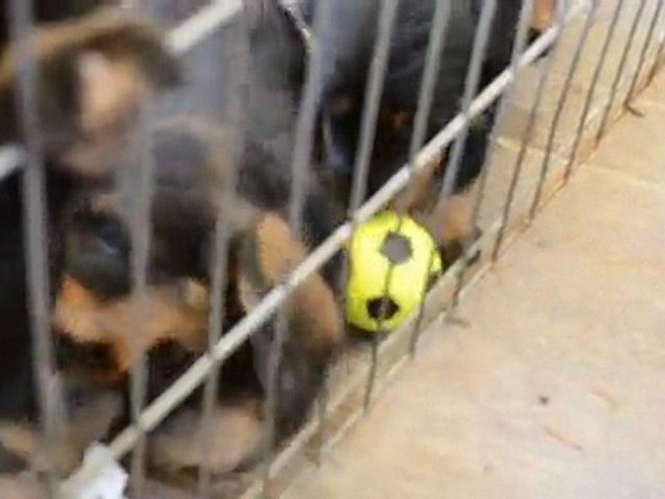 bebe teckels poils durs standard  du domaine de la madrague