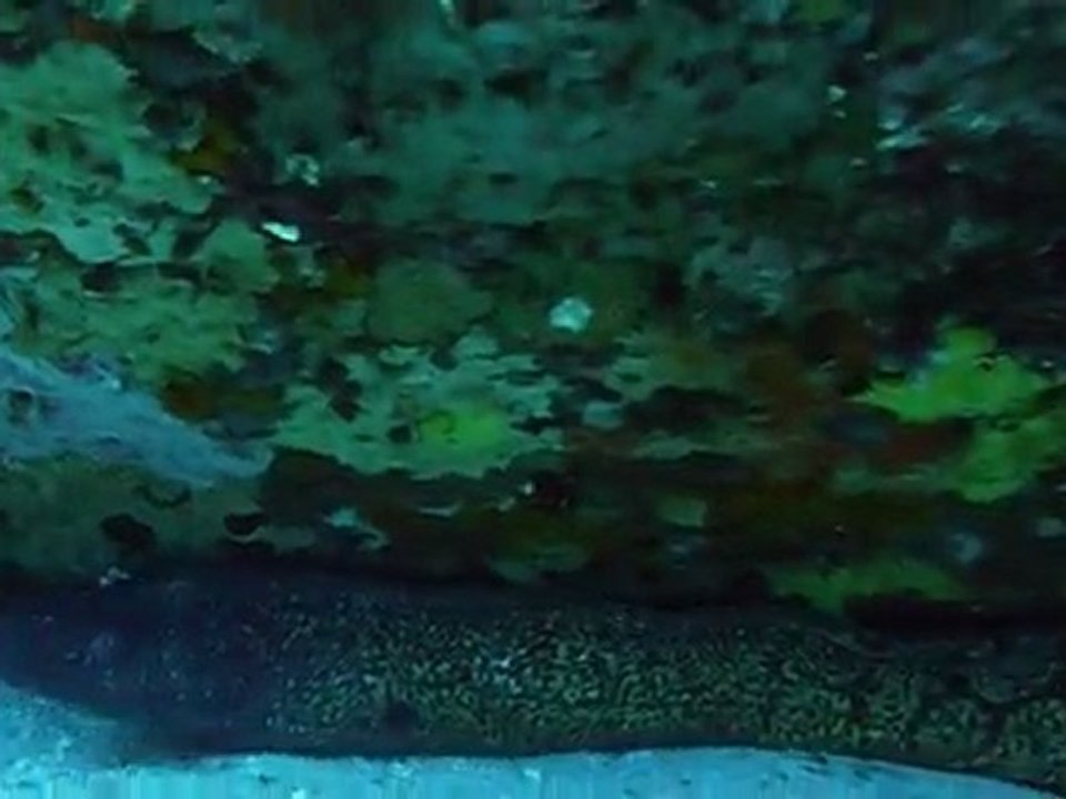 Murène au sec du Lion