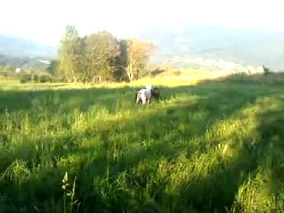 Un intrus pendant la balade des Fortuna Majeur!!