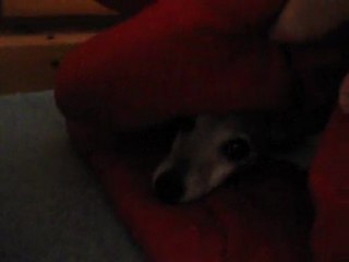 Jack Russell Terrier just chillin out