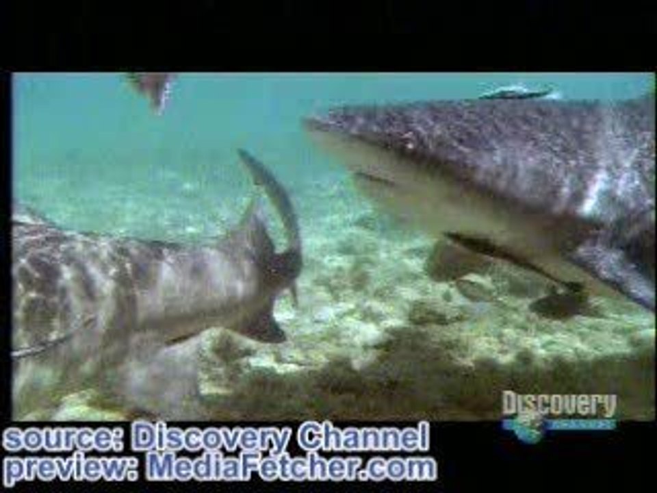 requins