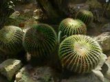 Cactus et Agaves du Jardin botanique du Montet de Villers-les-Nancy