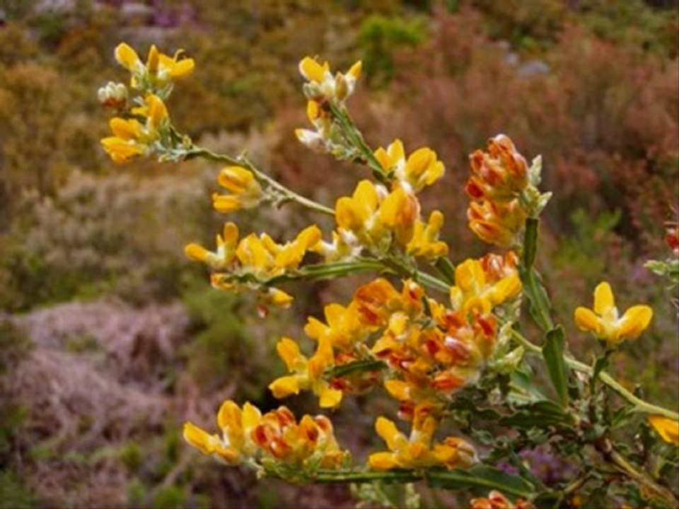 Carqueja