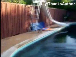 Смешные кошки