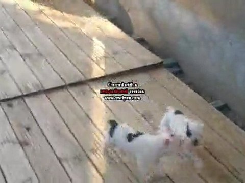 bébés bouledogue francais premiere sortie