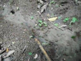 Fourmis à El Panchan, Chiapas, Mexique