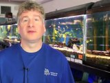Aquarium Fish Ideas - Rummy Nose Tetra