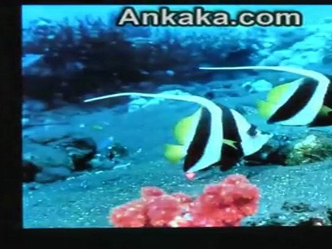 Guideline cTab D7: Multi-Touch Capacitive 7 Screen, ...