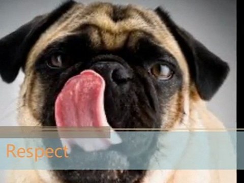 dogtraining, dog training obedience, dog trainer